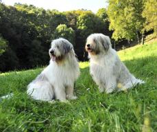 Rum�nischer Hirtenhund der Tiefebenen - Ciobanesc Romanesc Mioritic